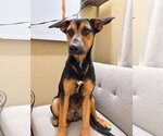 Small #1 German Shepherd Dog Mix