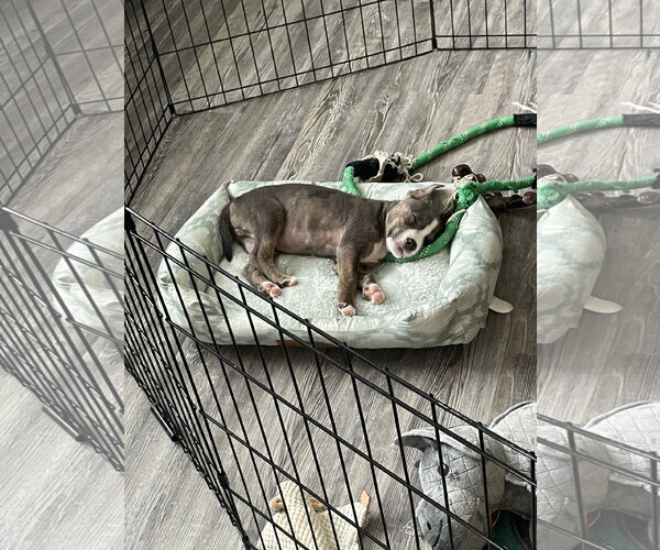 Medium Photo #4 Mutt Puppy For Sale in Ball Ground, GA, USA