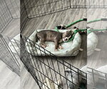 Small Photo #4 Mutt Puppy For Sale in Ball Ground, GA, USA