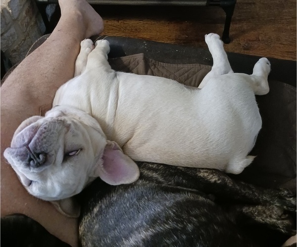 Medium Photo #5 French Bulldog Puppy For Sale in TERRELL, TX, USA