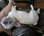 Small #4 French Bulldog