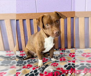 Daug Dogs for adoption in Genesee, WI, USA