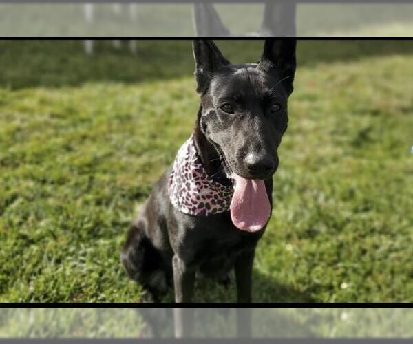 Medium Photo #1 Mutt Puppy For Sale in Placerville, CA, USA