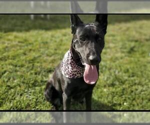 Mutt Dogs for adoption in Placerville, CA, USA
