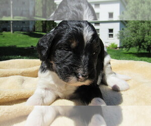 Bernedoodle Puppy for sale in BIG ROCK, IL, USA