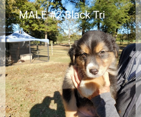 Medium Photo #12 Australian Shepherd Puppy For Sale in CLARKSVILLE, TX, USA