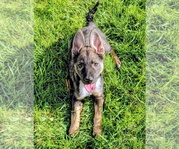 Medium Photo #8 German Shepherd Dog-Unknown Mix Puppy For Sale in Sandy, UT, USA