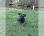 Small #3 German Shepherd Dog