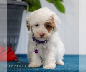 Poodle (Toy) Puppy for sale in EAST EARL, PA, USA