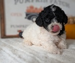 Small #6 Poodle (Miniature)