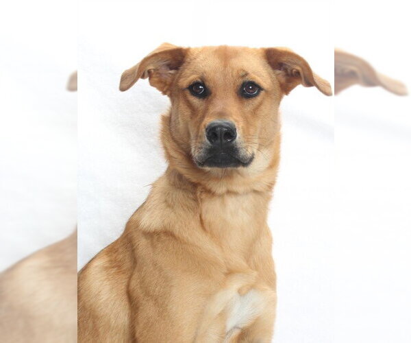Medium Photo #1 Labrador Retriever Puppy For Sale in Burbank, CA, USA