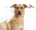 Small Labrador Retriever