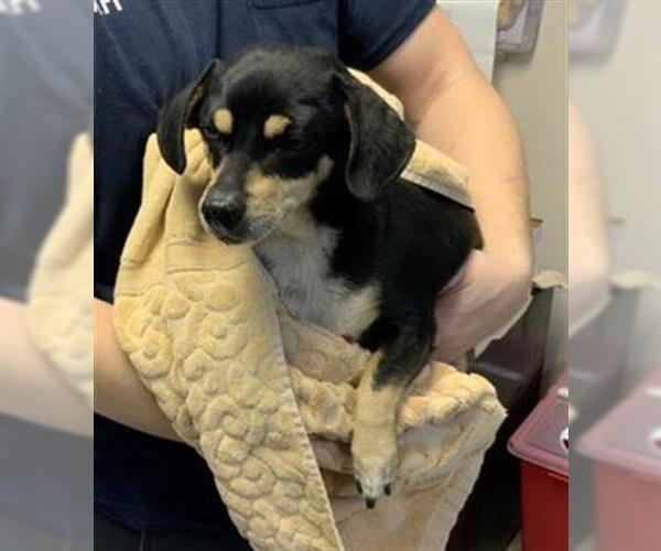 Medium Photo #1 Chiweenie Puppy For Sale in Visalia, CA, USA