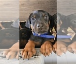 Small Photo #14 Doberman Pinscher Puppy For Sale in BEGGS, OK, USA