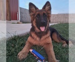 Small Photo #3 German Shepherd Dog Puppy For Sale in MILFORD, IN, USA