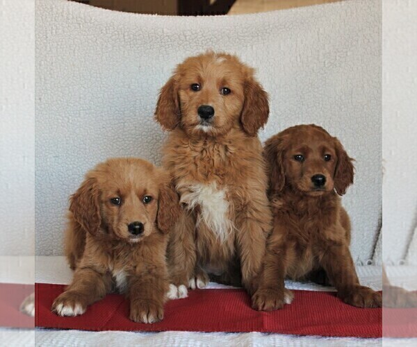 Medium Photo #2 Goldendoodle Puppy For Sale in GAP, PA, USA