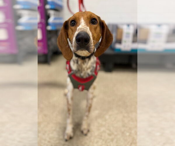 Medium Photo #23 Mutt Puppy For Sale in Rustburg, VA, USA