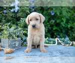 Small #1 Labrador Retriever