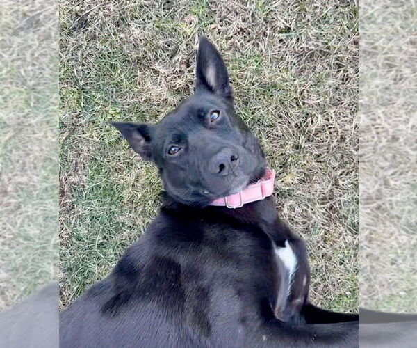 Medium Photo #18 Labrador Retriever-Unknown Mix Puppy For Sale in Brewster, NY, USA