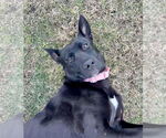 Small #17 Labrador Retriever Mix