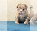 Small Photo #6 English Bulldog Puppy For Sale in SAVANNAH, GA, USA
