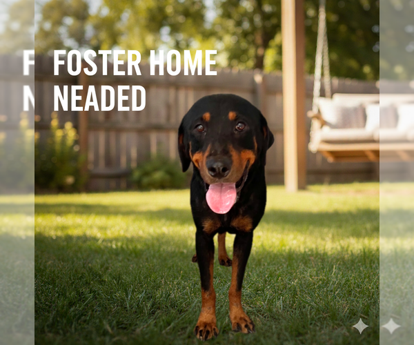 Medium Photo #5 Rottweiler-Unknown Mix Puppy For Sale in White Hall, AR, USA