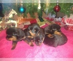 Small Photo #6 Rottweiler Puppy For Sale in JASPER, MO, USA
