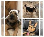 Small #1 Airedale Terrier-German Shepherd Dog Mix