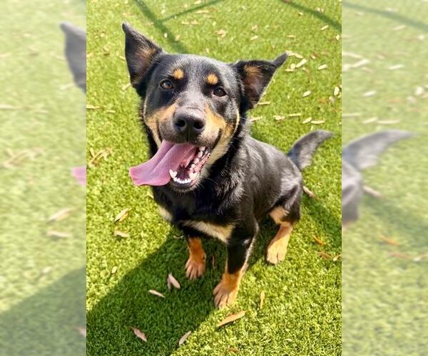 Medium Photo #3 Labrottie Puppy For Sale in Baytown, TX, USA