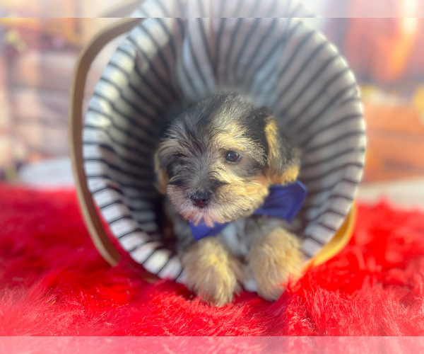 Medium Photo #3 Morkie Puppy For Sale in KINSTON, NC, USA