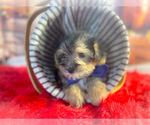 Small Photo #3 Morkie Puppy For Sale in KINSTON, NC, USA