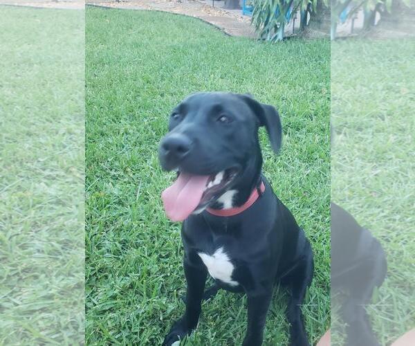 Medium Photo #1 Mutt Puppy For Sale in Royal Palm Beach, FL, USA