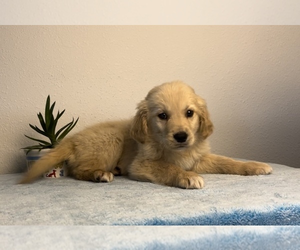 Medium Photo #6 Golden Retriever Puppy For Sale in FRANKLIN, IN, USA