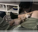 Small #6 Chihuahua Mix