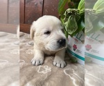 Small #10 Labrador Retriever