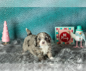 Miniature Bernedoodle-Poodle (Miniature) Mix Puppy for sale in SHIPSHEWANA, IN, USA