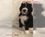 Small Photo #12 Bernedoodle Puppy For Sale in MIAMISBURG, OH, USA