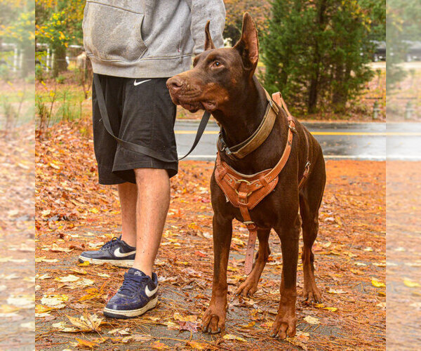 Medium Photo #9 Doberman Pinscher Puppy For Sale in FORT LAUDERDALE, FL, USA