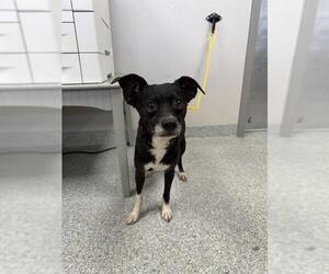 Chihuahua-Unknown Mix Dogs for adoption in Pasadena, TX, USA