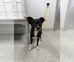 Small Chihuahua Mix