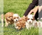 Small #1 Cavapoo