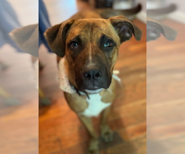Medium Photo #2 Black Mouth Cur-Unknown Mix Puppy For Sale in Conway, AR, USA