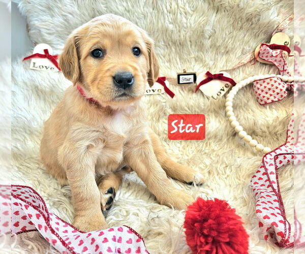 Medium Photo #1 Golden Retriever Puppy For Sale in WASECA, MN, USA