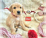 Puppy Star Golden Retriever