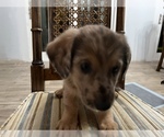 Small Photo #1 German Shepherd Dog Puppy For Sale in OREFIELD, PA, USA