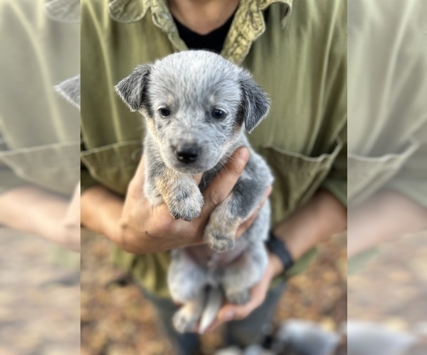 Medium Photo #7 Australian Cattle Dog Puppy For Sale in OREGON HOUSE, CA, USA