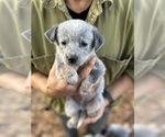 Small Photo #7 Australian Cattle Dog Puppy For Sale in OREGON HOUSE, CA, USA