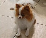 Small Photo #1 Pomeranian Puppy For Sale in MENIFEE, CA, USA