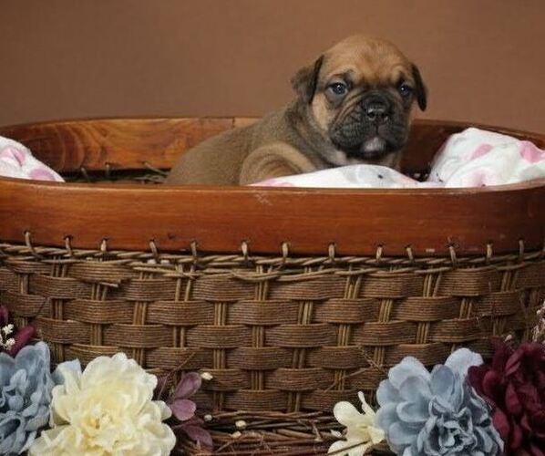 Medium Photo #10 Olde English Bulldogge Puppy For Sale in WRIGHT CITY, MO, USA