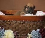 Small #9 Olde English Bulldogge